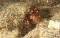 Dardanus crassimanus