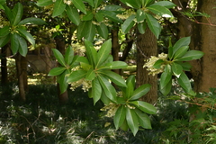 Elaeocarpus glabripetalus