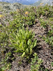 Schlagintweitia intybacea