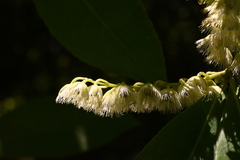 Elaeocarpus glabripetalus