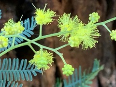 Acacia dealbata dealbata
