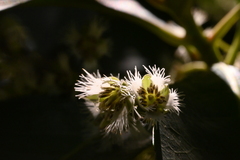 Elaeocarpus glabripetalus