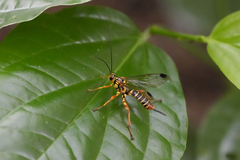 Echthromorpha