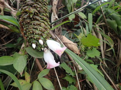 Costus phyllocephalus