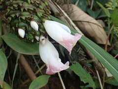 Costus phyllocephalus