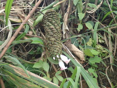 Costus phyllocephalus