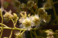 Elaeocarpus glabripetalus