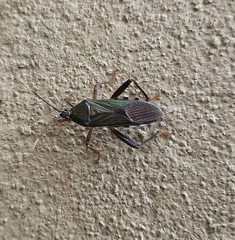 Notobitus