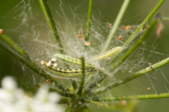 Depressaria chaerophylli