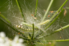 Depressaria chaerophylli