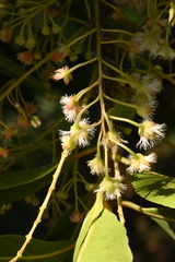 Elaeocarpus glabripetalus