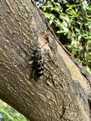 Xylotrechus atronotatus