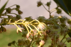 Elaeocarpus glabripetalus