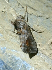 Ctenoplusia accentifera