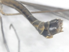 Tipula irrorata