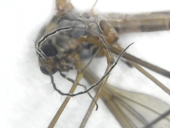 Tipula irrorata
