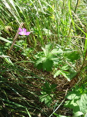 Geranium palustre