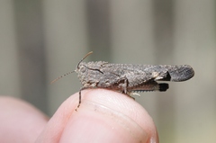 Lactista gibbosus