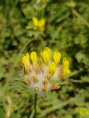 Anthyllis vulneraria