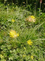 Anthyllis vulneraria