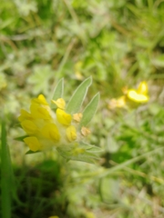 Anthyllis vulneraria