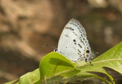 Hypolycaena kina