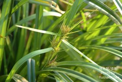 Scleria terrestris