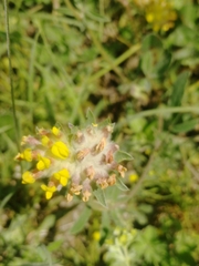 Anthyllis vulneraria