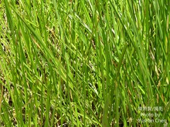 Eleocharis acutangula