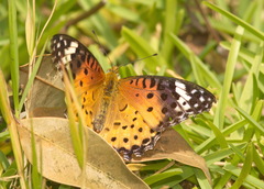 Argynnis hyperbius