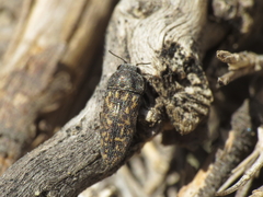 Acmaeodera rubromaculata