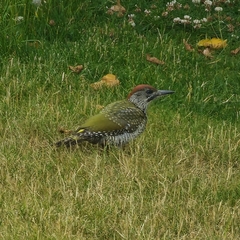 Picus viridis