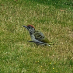 Picus viridis