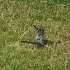 Picus viridis