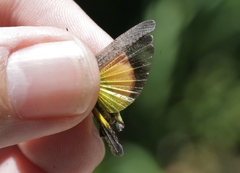 Lactista gibbosus