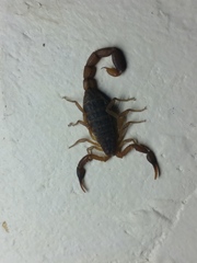 Pseudolychas ochraceus