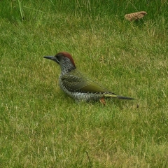 Picus viridis