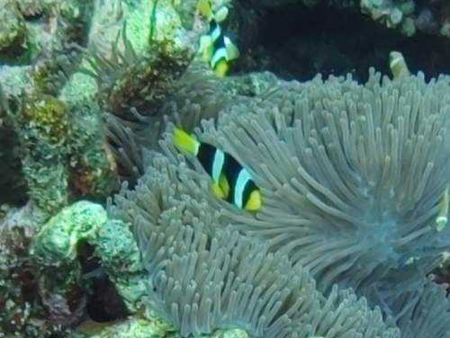 Clark's Anemonefish — seen at this dive site