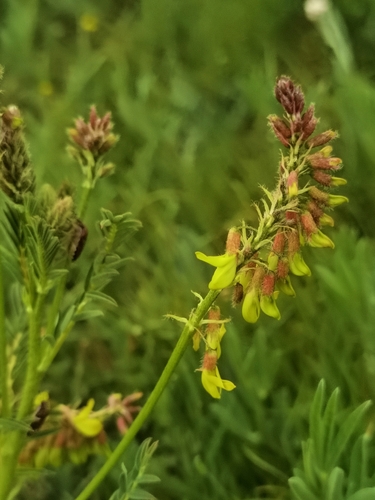 Astragalus floridulus