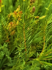 Astragalus floridulus