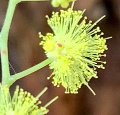 Acacia dealbata dealbata