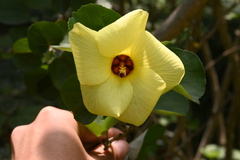 Hibiscus hamabo