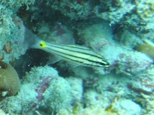 Fiveline Cardinalfish — seen at this dive site
