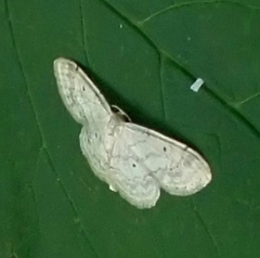Idaea biselata