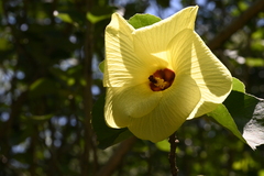 Hibiscus hamabo