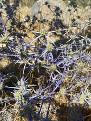 Eryngium creticum