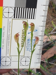 Pterostylis clivosa
