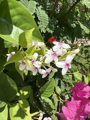 Pseuderanthemum carruthersii