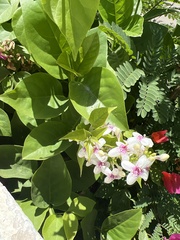 Pseuderanthemum carruthersii