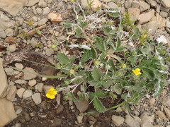 Potentilla crebridens